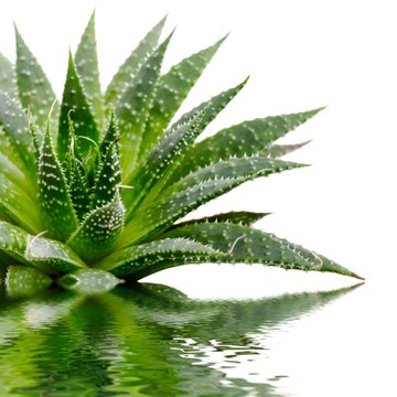 aloe vera emorroidi Pure Aloe Vera Gel 500g main image 1