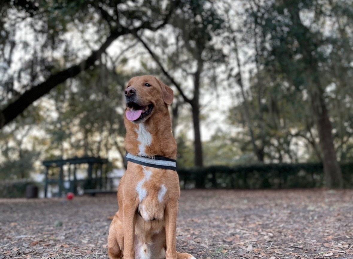 Na rakovinu ich upozornil domáci miláčik.