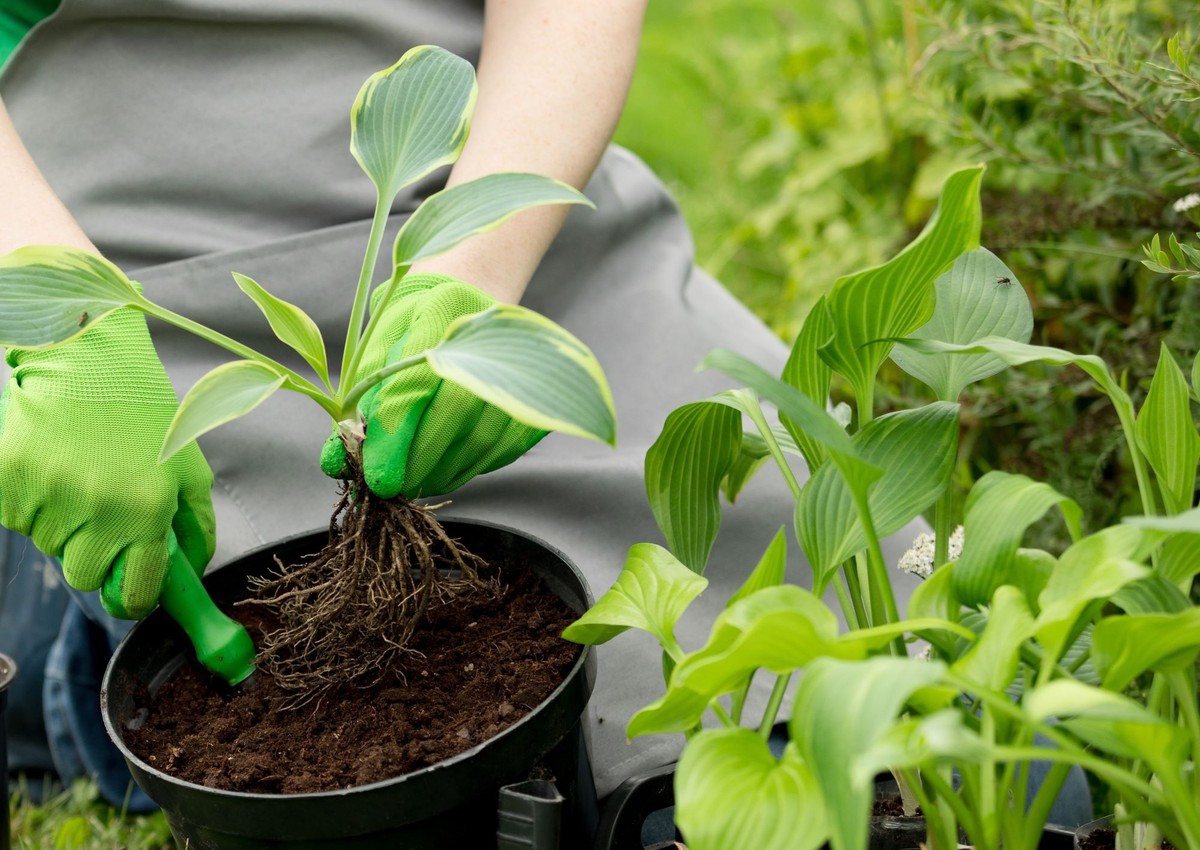 7 bylin, które warto posadzić w marcu w ogrodzie