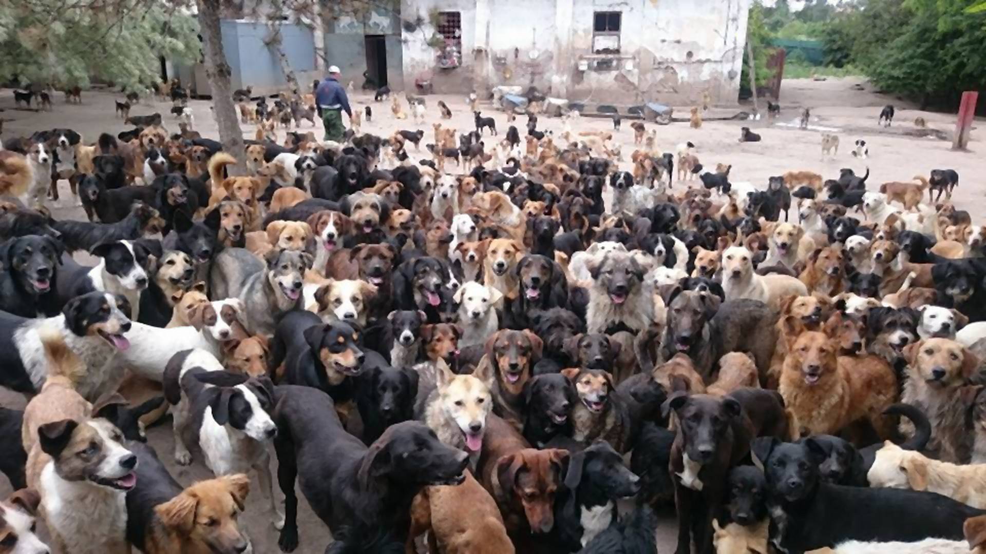 Nišlija koji čuva 800 pasa je najveća faca u Srbiji