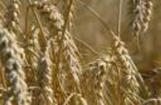 Nie potrafimy zarabiać na wysokich cenach zbóż