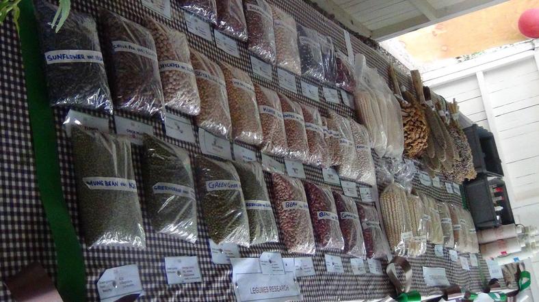 Bean varieties displayed by Karlo during a past agricultural trade fair 