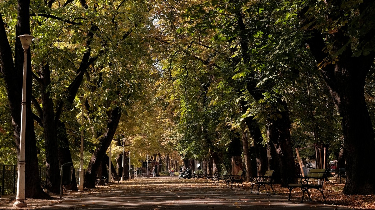 Când se ridică gratuit frunzele și crengile din fiecare cartier din Oradea