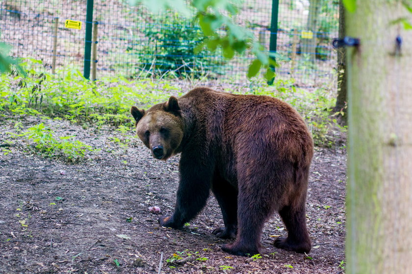 Upał w zoo