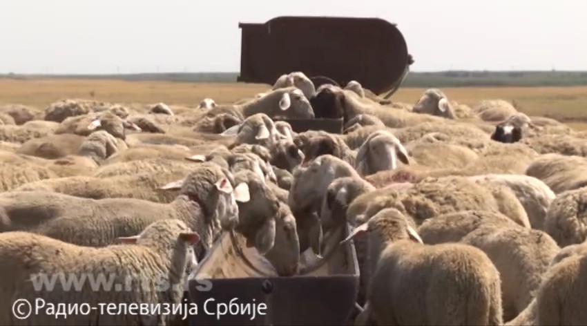 pastiri susa 08 foto Screenshot RTS