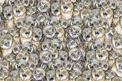 Czy potrafisz znaleźć kota ukrytego wśród sów? Mało komu się to udaje