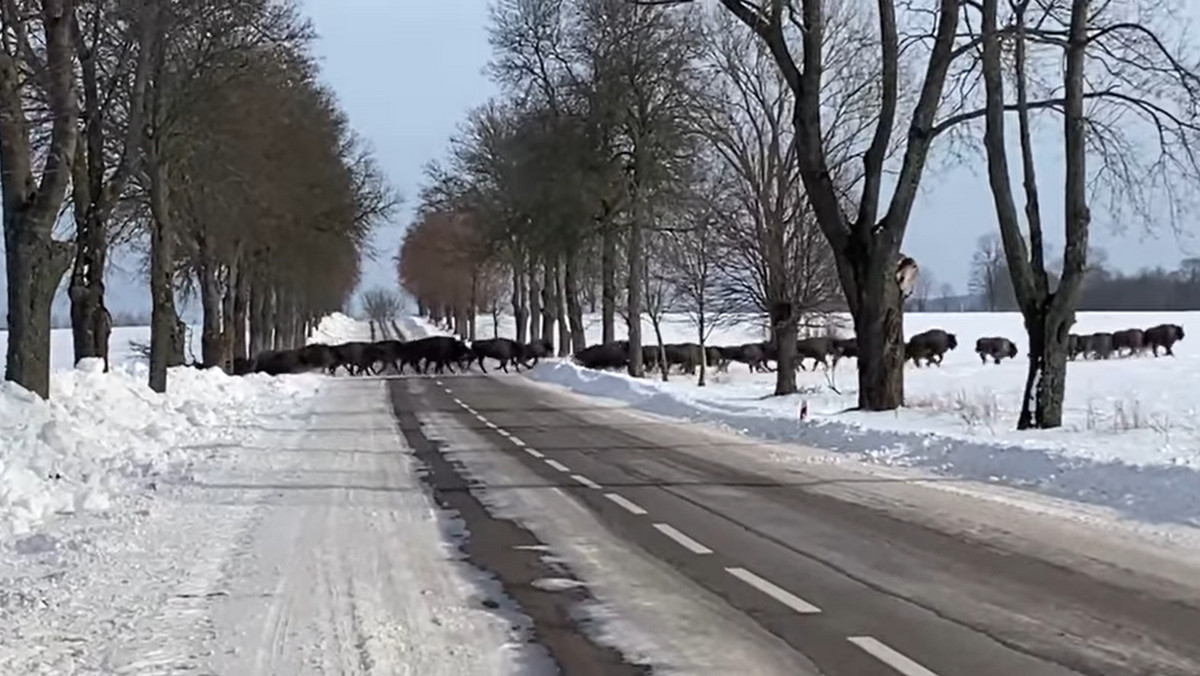 Podlasie: Wielkie stado żubrów przebiega przez drogę. To nagranie robi wrażenie