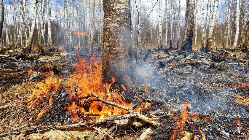 Biebrzański Park Narodowy płonie! "Wygląda jak nie nasza planeta". Strażacy nie widzieli bliskich od kilku dni