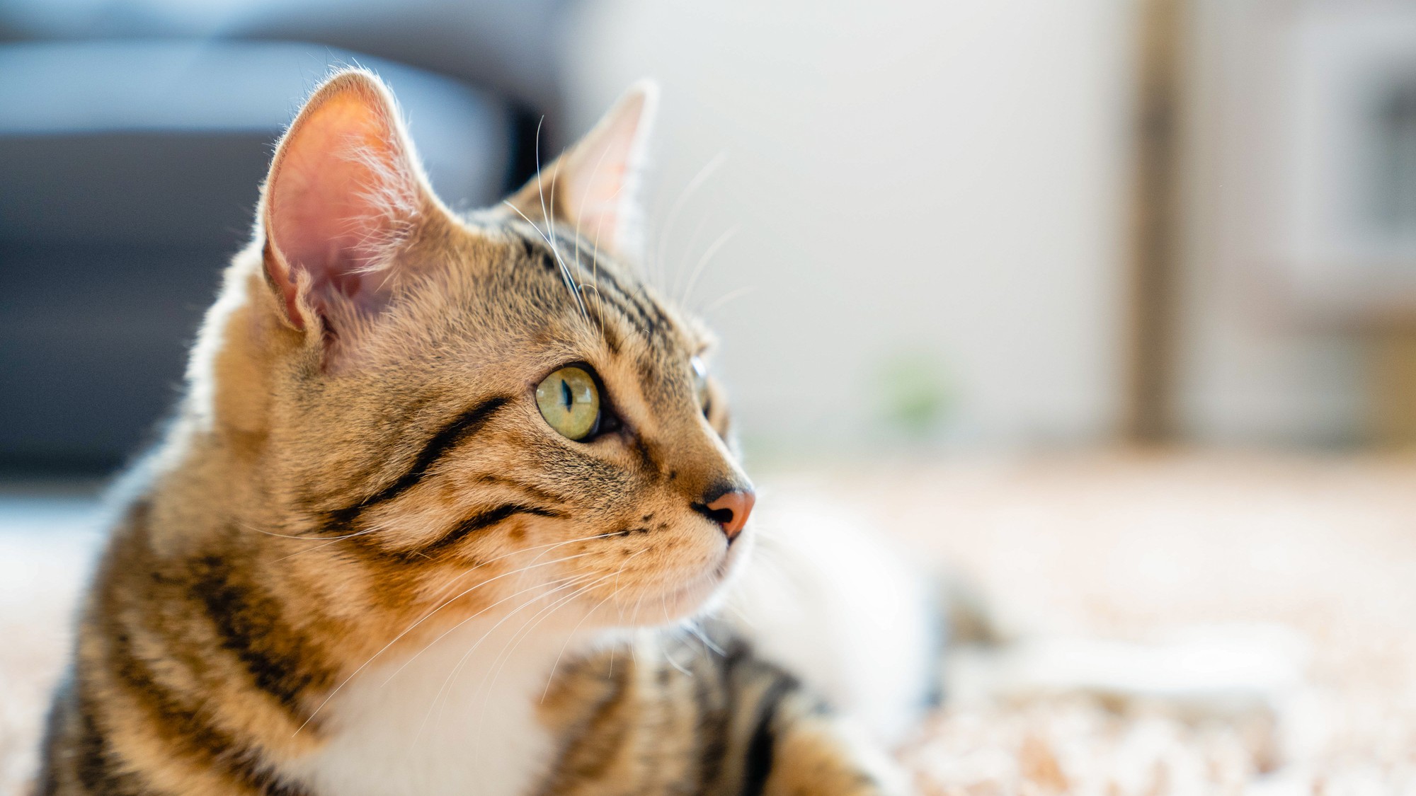 Mačka hryzie pri maznaní.