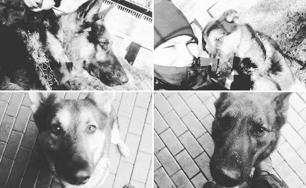 Policyjne psy, które zginęły na warszawskiej Pradze-Północ