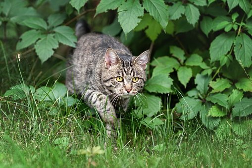 Nasz pupil może wydatnie pomóc w walce z ogrodowymi gryzoniami