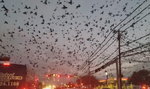 Film jak z horroru. Ptaki atakują miasto