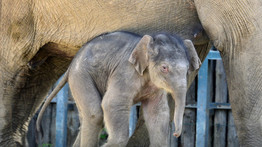 Megszavazták! Ez lett a budapesti állatkert kiselefántjának neve