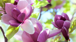 Ekstrakt z magnolii hamuje rozwój nowotworów głowy i szyi
