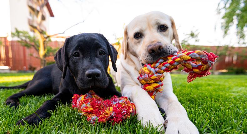Rope toys can be dangerous.Stefan Cristian Cioata/Getty Images