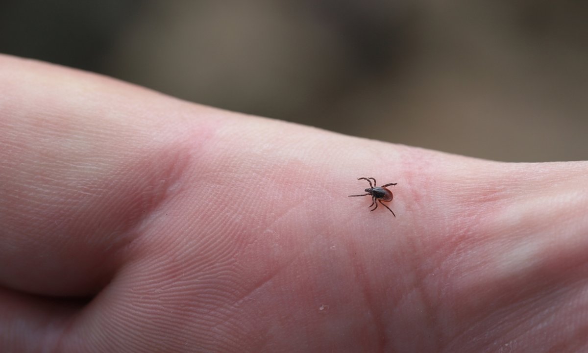 Niektóre rośliny przyciągają kleszcze. Sprawdź, czy masz w swoim ogrodzie