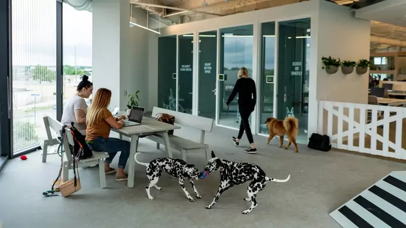 Bark to biuro przyjazne psom