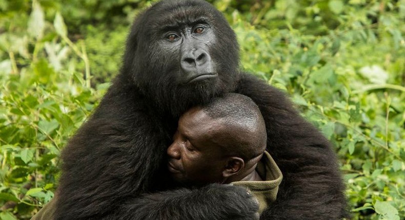 Africa’s oldest national park hosting the endangered okapi and half the global population of mountain gorillas has reopened