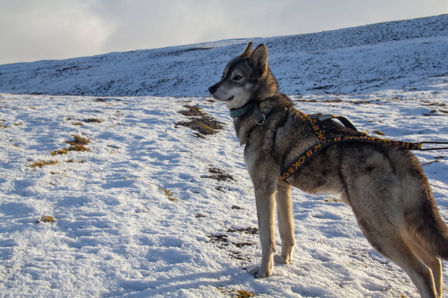 Tamaskan dog