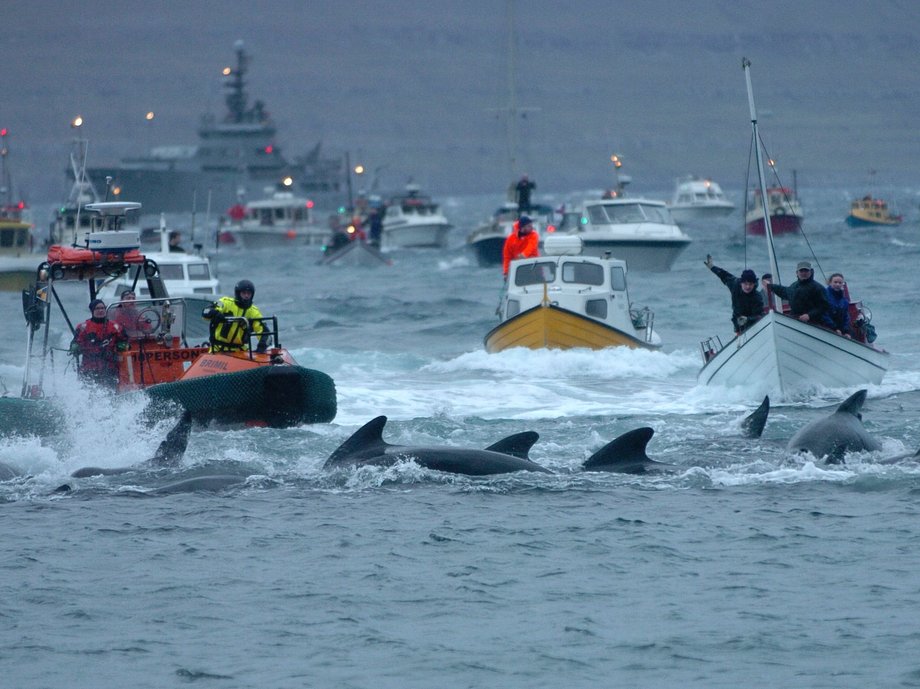 People of the Faroe Islands slaughter pilot whales each year to use for food.