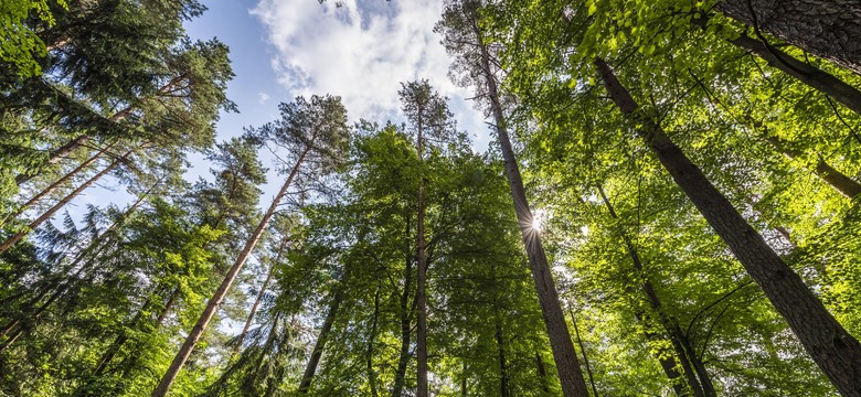 Ścieżka w koronach drzew i wieża widokowa. Nowe atrakcje Krynicy-Zdrój