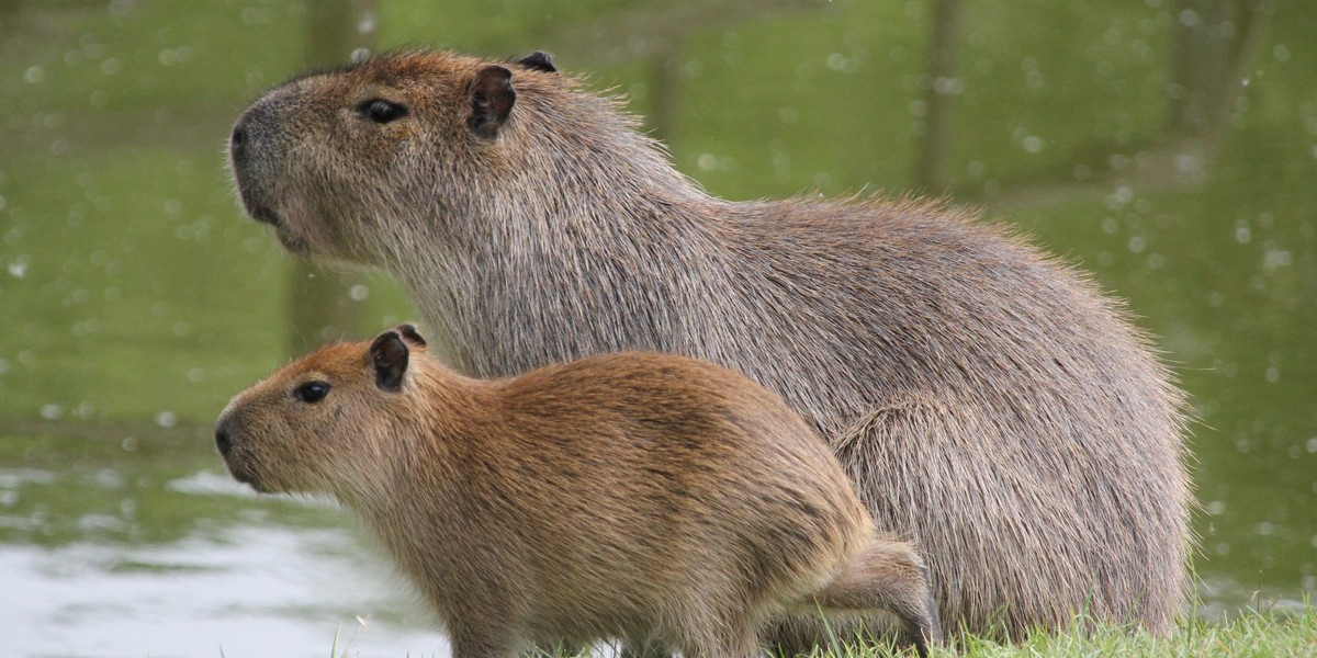 Małe kapibary w zoo w Poznaniu