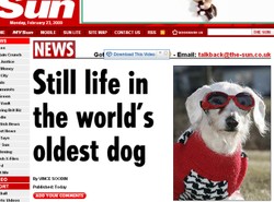 Najstarszy pies na świecie ma 102 lata