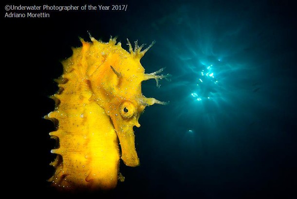 2017 Underwater Photographer of the Year