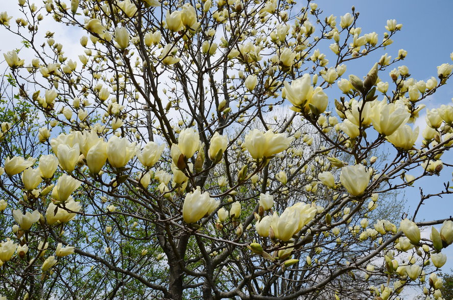 Magnolia wygląda bardzo efektownie podczas kwitnienia - irynja/stock.adobe.com