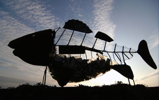 Uwaga na mrożone ryby: Nieświeże, woda zamiast mięsa