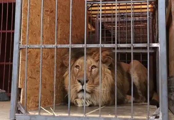 Lwy i tygrysy z zoo w Charkowie uratowane. Rozważano ich uśpienie