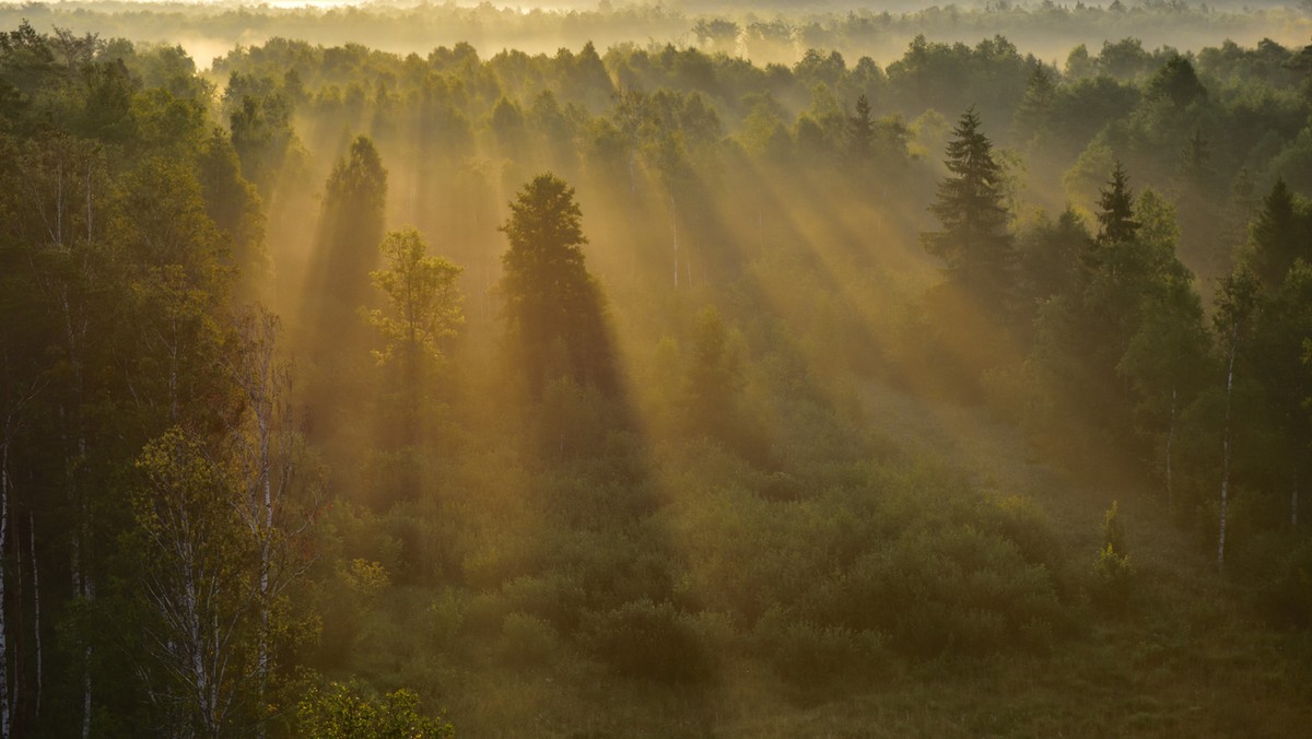 Ciało 29-letniej kobiety znaleziono w sobotę w lesie w pobliżu Villers–Cotterêts ok. 90 km od Paryża. Kobieta zmarła z powodu licznych ran po pogryzieniu przez psy gończe, niektóre rany zostały zadane po śmierci.