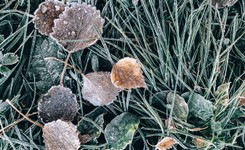 IMGW ostrzega przed przymrozkami [PROGNOZA POGODY]