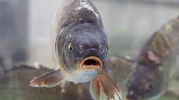 żywego karpia coraz trudniej kupić. gdzie szukać ryby "prosto z wody"?