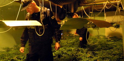 Wietnamczycy uprawiali marihuanę