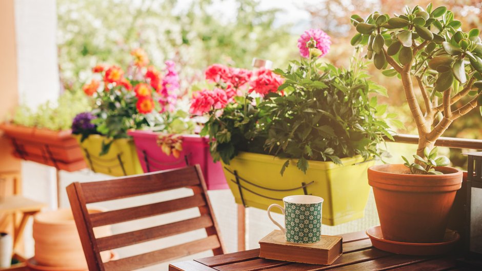 Masz nasłoneczniony balkon? Te kwiaty świetnie sobie na nim poradzą 