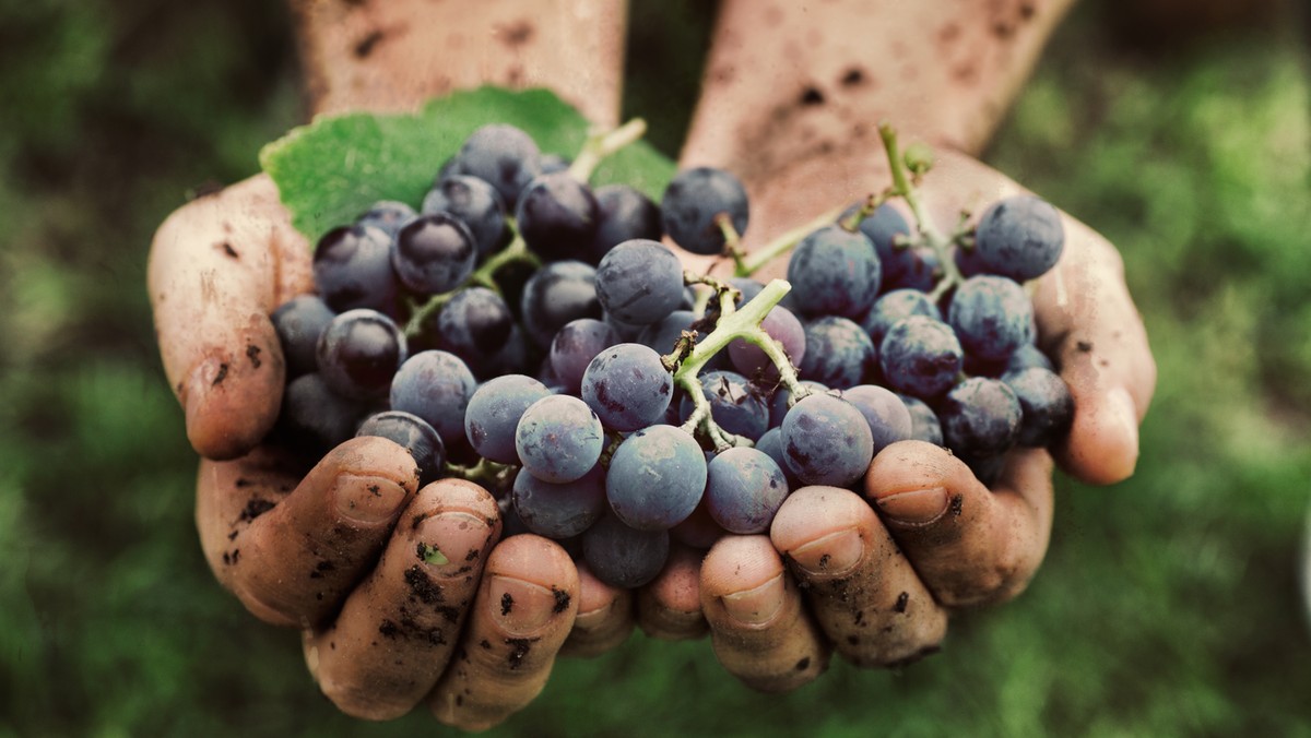 Południe Europy patrzy kwaśno na kwaśne amerykańskie winogrona Vitis labrusca