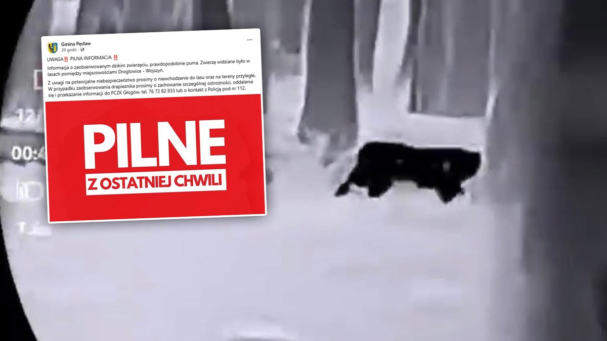 Kolejna puma w Polsce? Trwają działania ekspertów na Dolnym Śląsku. Ogłosili alarm