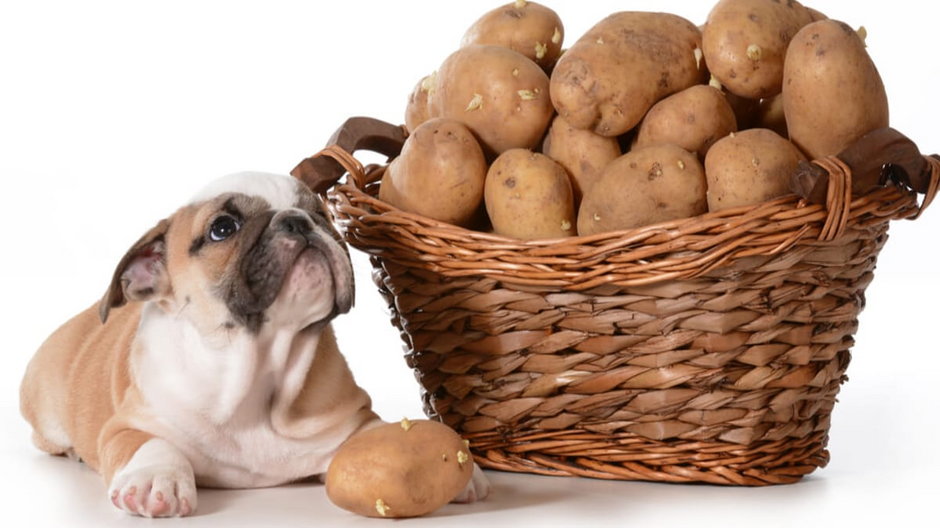 ziemniaki i pies