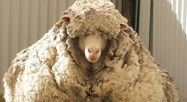 Chris the sheep made headlines after being found wandering with masses of wool sagging from its frame