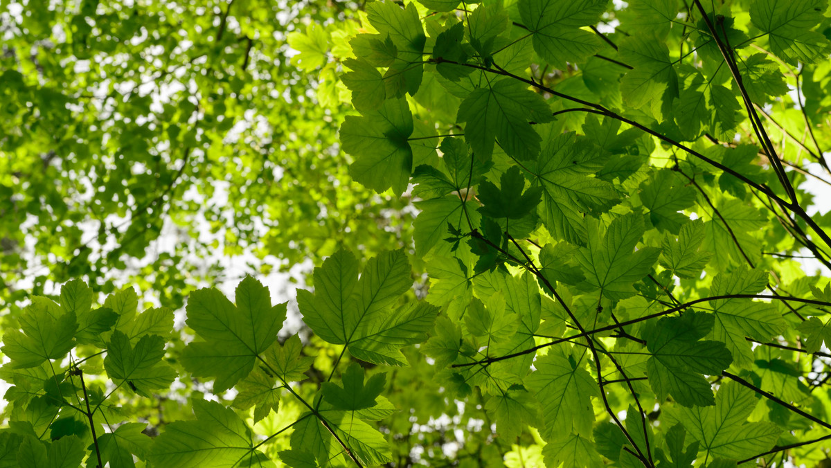 Klon jawor to jedno z piękniejszych drzew, które można spotkać w polskich ogrodach, parkach i alejach. Jego wyjątkowe, ciekawie prezentujące się odmiany Brilliantissimum i Esk Sunset zdobią najpiękniejsze ogrody, zmieniając barwy liści wraz z kolejnymi porami roku.