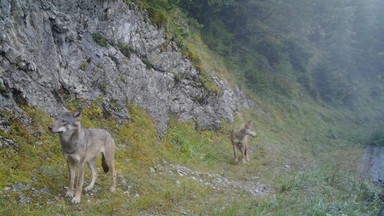 Coraz trudniej zobaczyć je w Tatrach. Wilki przyłapane przez fotopułapkę