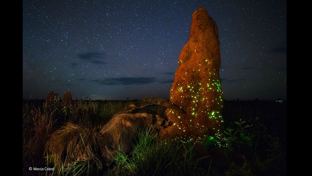 Marcio Cabral, zwycięzca zeszłorocznej edycji konkursu "Wildlife Photographer of the Year", został zdyskwalifikowany za zmanipulowanie swojego zdjęcia. Jak się okazało, mrówkojad z jego fotografii to nie żywe zwierzę, ale wypchany eksponat. O sprawie poinformował organizator konkursu - londyńskie Muzeum Historii Naturalnej.