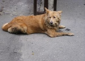 kutya280x200-d00000752c37b9211243f