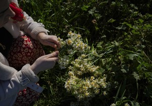 Pred Đurđevdan obavezno unesite ovu biljku u kuću: Veruje se da tera maler i štiti od nesreće (Ilustracija)