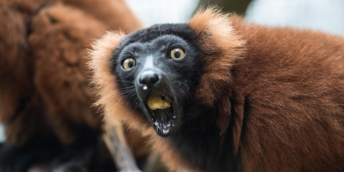 Lemur Eco z łódzkiego zoo odbuduje ginący gatunek 