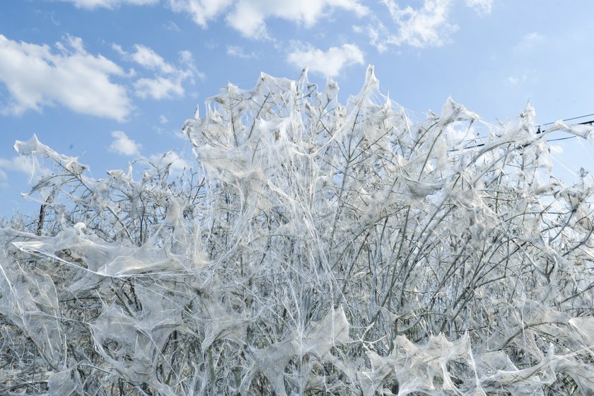 Larwy atakują Czernichów