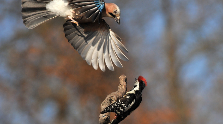 A két kis madár komoly vitába keveredett egymással. Fotó: MTI/Kovács Attila 