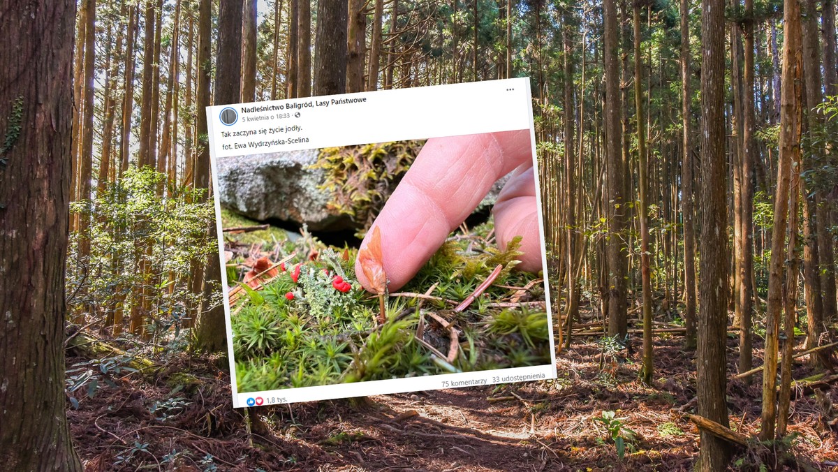 "Tak zaczyna się życie". Leśnicy z Nadleśnictwa Baligród pokazali siewkę jodły