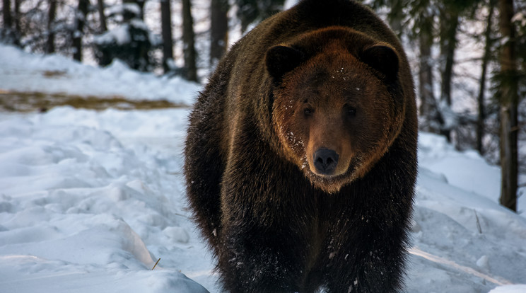 Medve támadt a gyanútlan járókelőkre Oroszországban /Fotó: Northfoto
